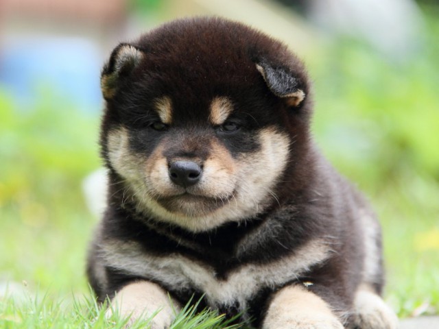 IMG_9372-shibainu-puppy IMG_9372-shibainu-puppy