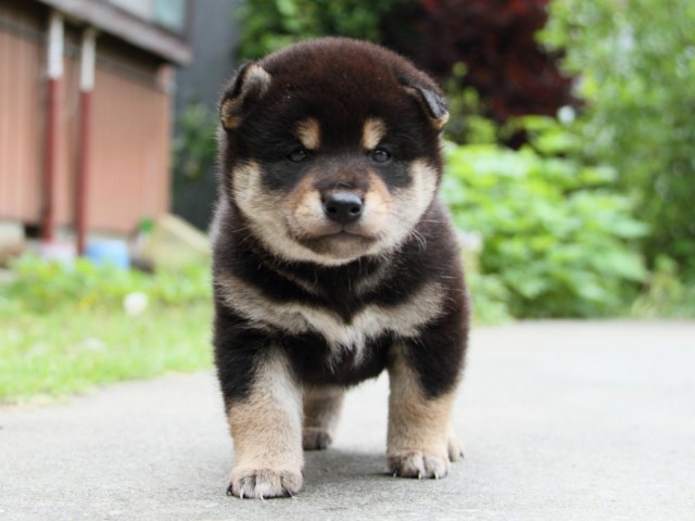 IMG_9382-shibainu-puppy IMG_9382-shibainu-puppy