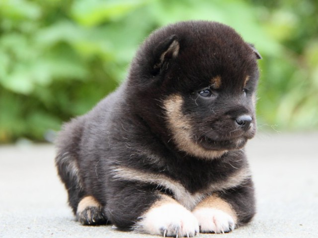 IMG_9410-shibainu-puppy IMG_9410-shibainu-puppy