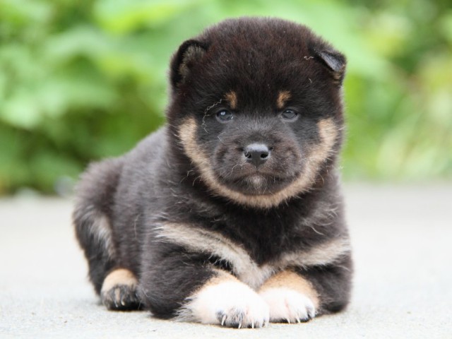 IMG_9419-shibainu-puppy IMG_9419-shibainu-puppy
