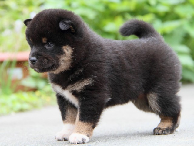 IMG_9427-shibainu-puppy IMG_9427-shibainu-puppy