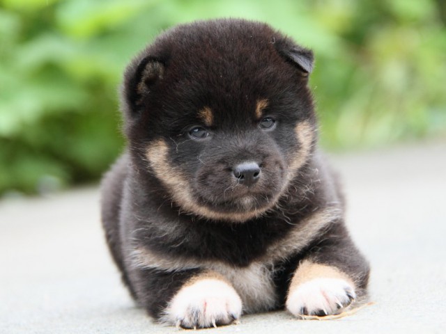 IMG_9438-shibainu-puppy IMG_9438-shibainu-puppy