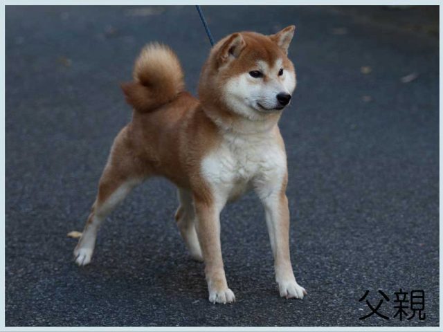 宝力号-shiba