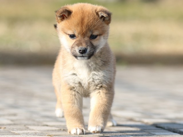 FP5A2451-puppy FP5A2451-puppy