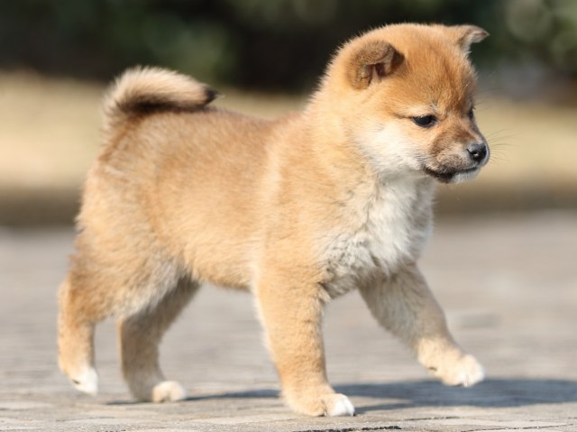 FP5A2471-puppy FP5A2471-puppy