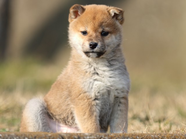 FP5A2544-puppy FP5A2544-puppy