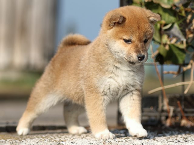 FP5A2596-puppy FP5A2596-puppy