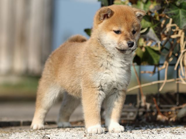 FP5A2608-puppy FP5A2608-puppy