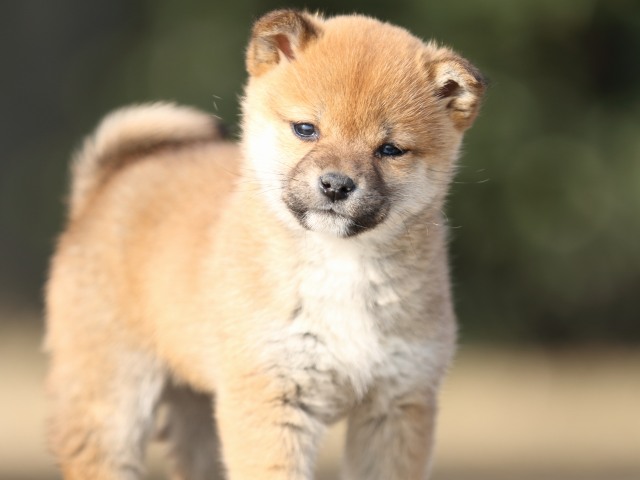FP5A2644-puppy FP5A2644-puppy