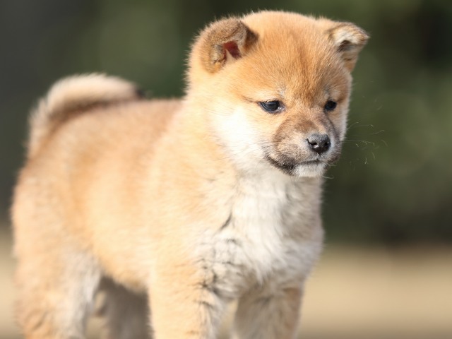 FP5A2646-puppy FP5A2646-puppy