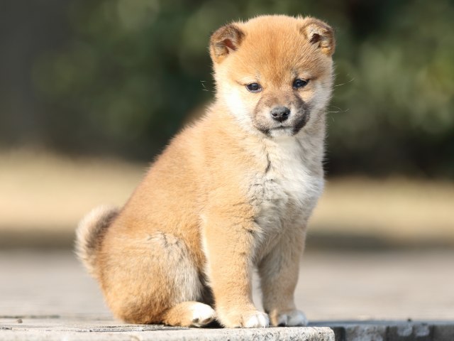 FP5A2655-puppy FP5A2655-puppy