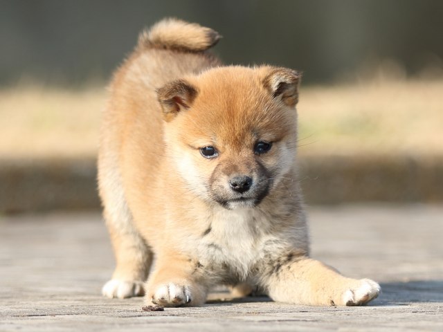 FP5A2660-puppy FP5A2660-puppy