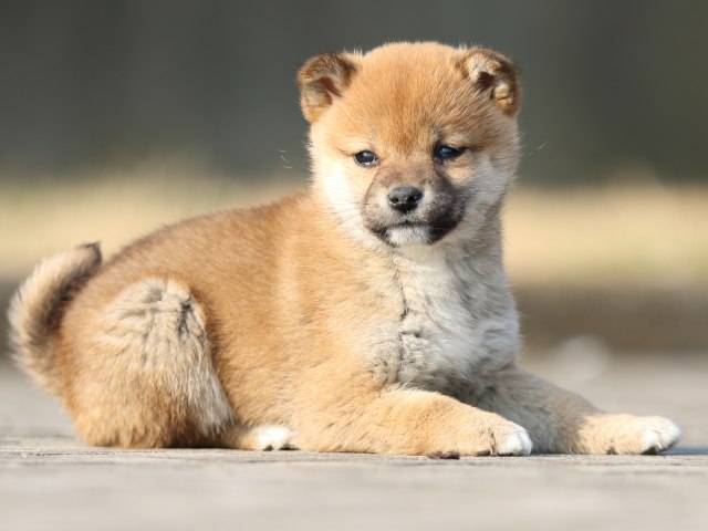 FP5A2677-puppy FP5A2677-puppy