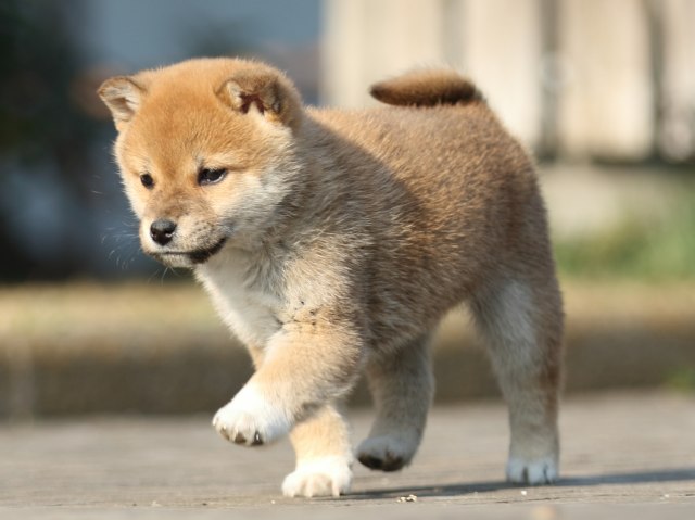 FP5A2685-puppy FP5A2685-puppy