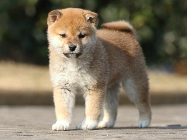 FP5A2699-puppy FP5A2699-puppy