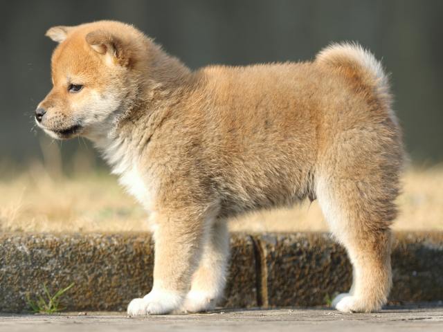 FP5A2808-puppy FP5A2808-puppy