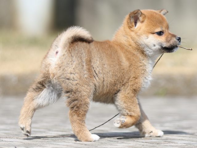 FP5A3716-puppy FP5A3716-puppy