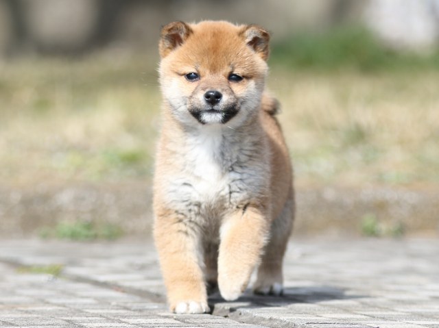 FP5A3813-puppy FP5A3813-puppy