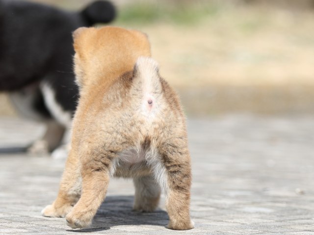 FP5A4041-puppy FP5A4041-puppy
