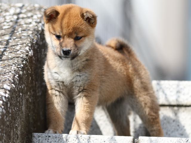 FP5A4070-puppy FP5A4070-puppy