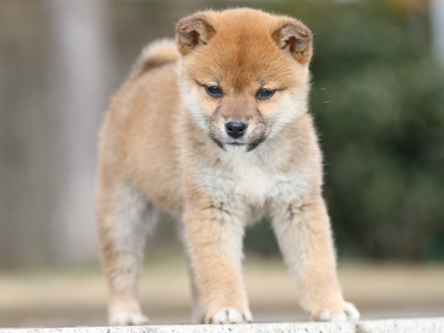 FP5A4102-puppy FP5A4102-puppy