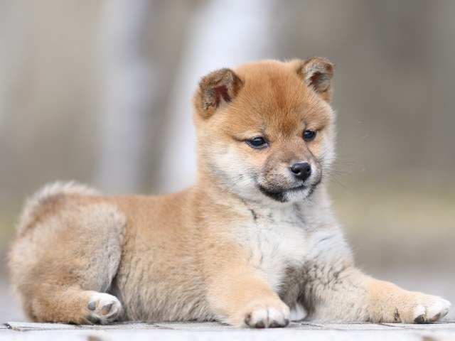 FP5A4190-puppy FP5A4190-puppy