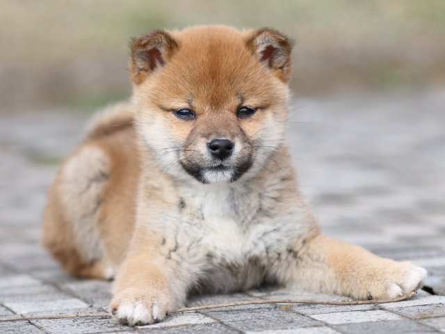 FP5A4206-puppy FP5A4206-puppy