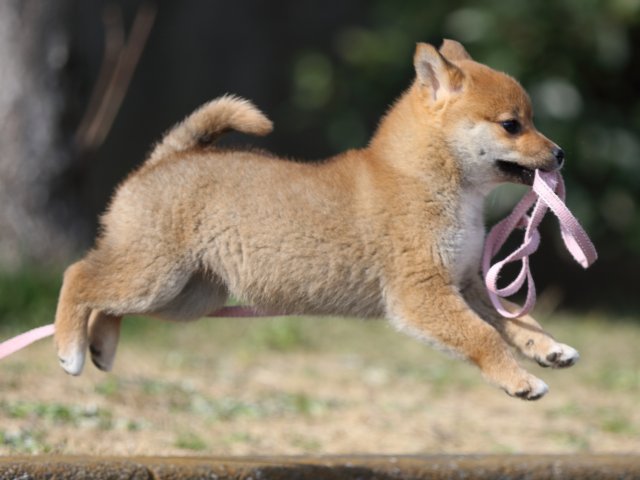 FP5A5717-puppy FP5A5717-puppy