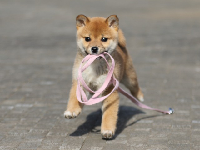 FP5A5729-puppy FP5A5729-puppy