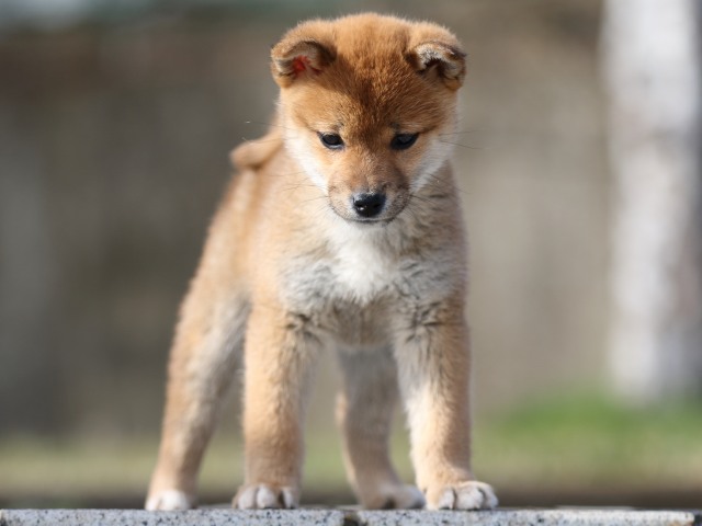 FP5A5791-puppy FP5A5791-puppy