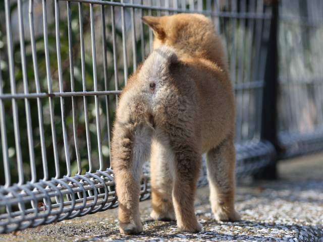 FP5A5845-puppy FP5A5845-puppy