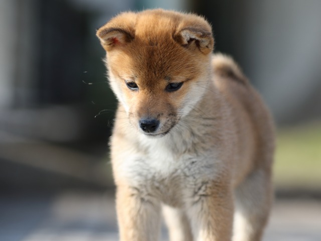 FP5A5857-puppy FP5A5857-puppy