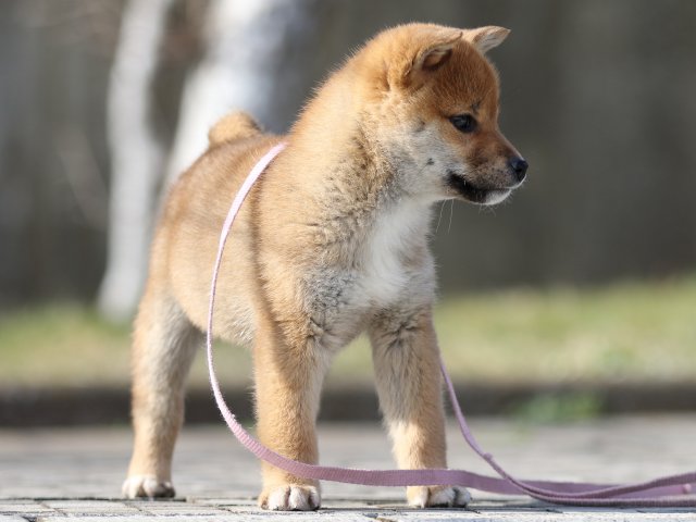 FP5A5869-puppy FP5A5869-puppy