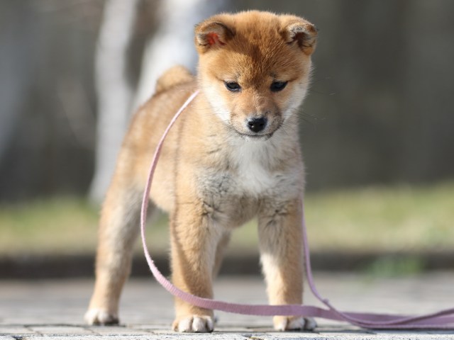 FP5A5878-puppy FP5A5878-puppy
