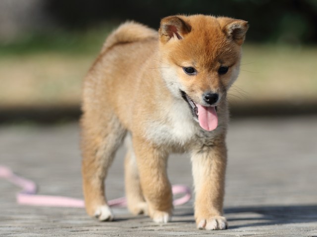 FP5A5890-puppy FP5A5890-puppy