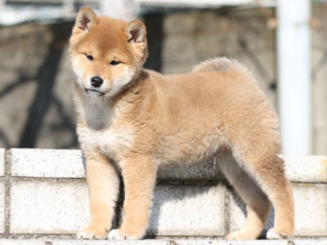 FP5A8020-puppy FP5A8020-puppy