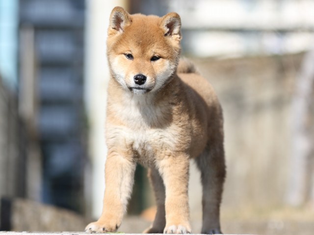 FP5A8142-puppy FP5A8142-puppy