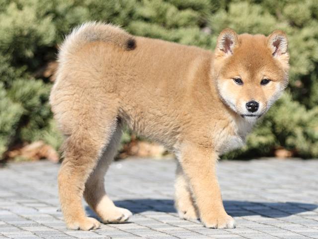 FP5A8302-puppy FP5A8302-puppy
