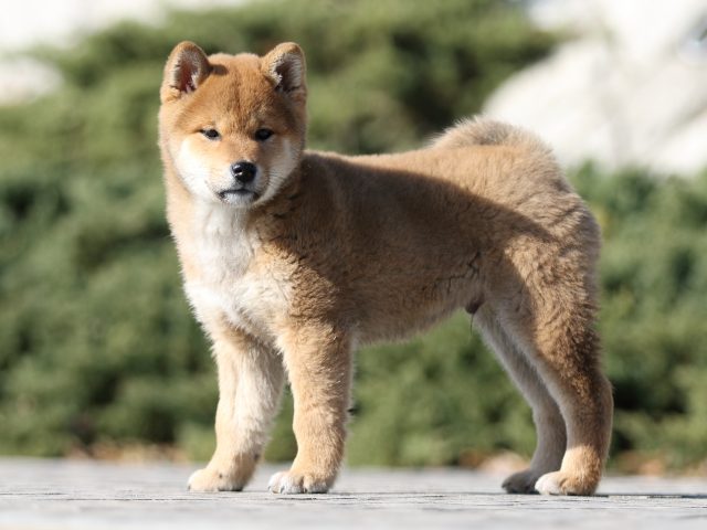 FP5A8318-puppy FP5A8318-puppy
