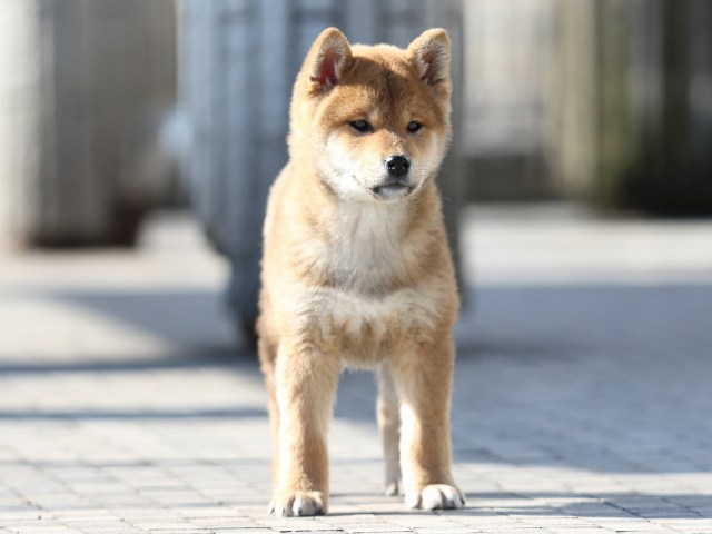 FP5A8353-puppy FP5A8353-puppy