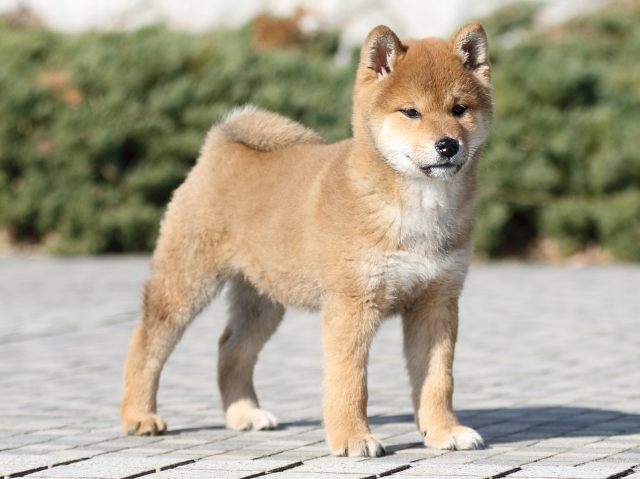 FP5A8359-puppy FP5A8359-puppy