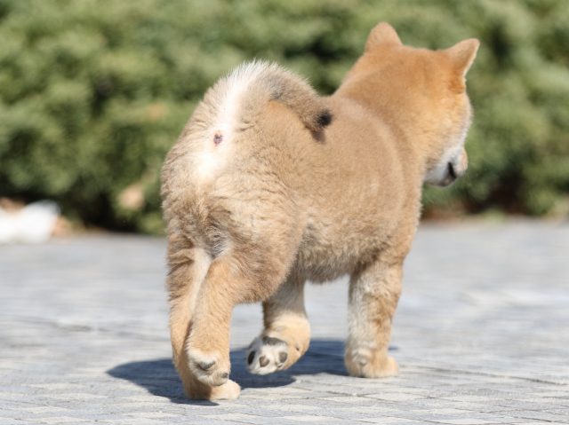FP5A8453-puppy FP5A8453-puppy
