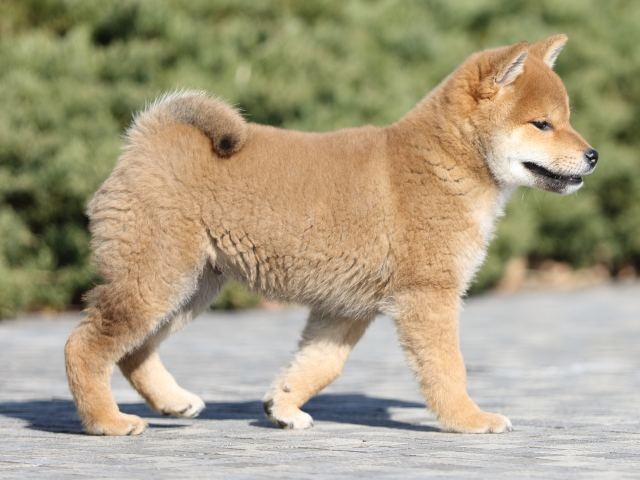 FP5A8459-puppy FP5A8459-puppy