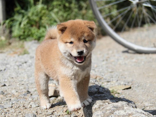 IMG_3995--shibainu Puppy