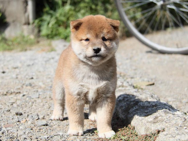 IMG_4005--shibainu Puppy