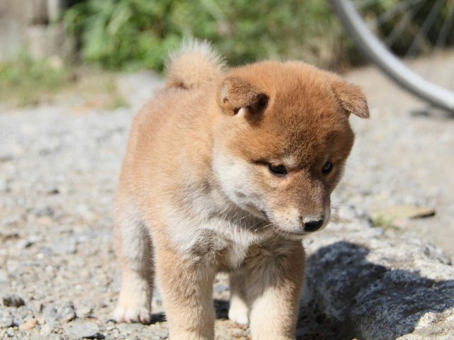 IMG_4006--shibainu Puppy