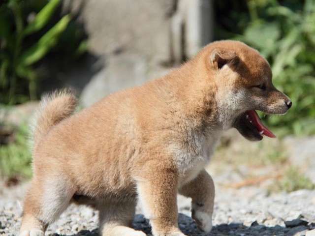 IMG_4035--shibainu Puppy