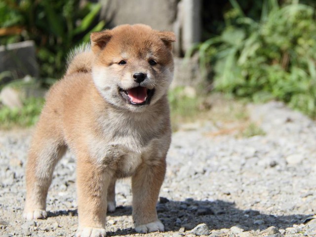 IMG_4055--shibainu Puppy