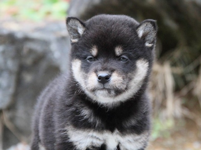 IMG_5199-shibainu-koinu IMG_5199-shibainu-koinu