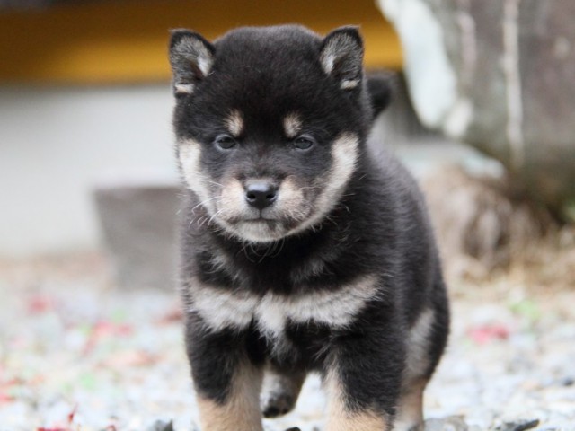 IMG_5240-shibainu-koinu IMG_5240-shibainu-koinu